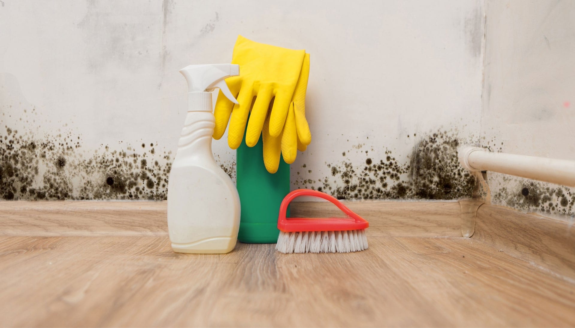 Know About Mold Removal In Melbourne